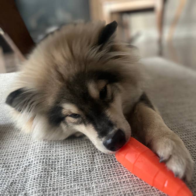 Treat Holding Fruits and Veggies
