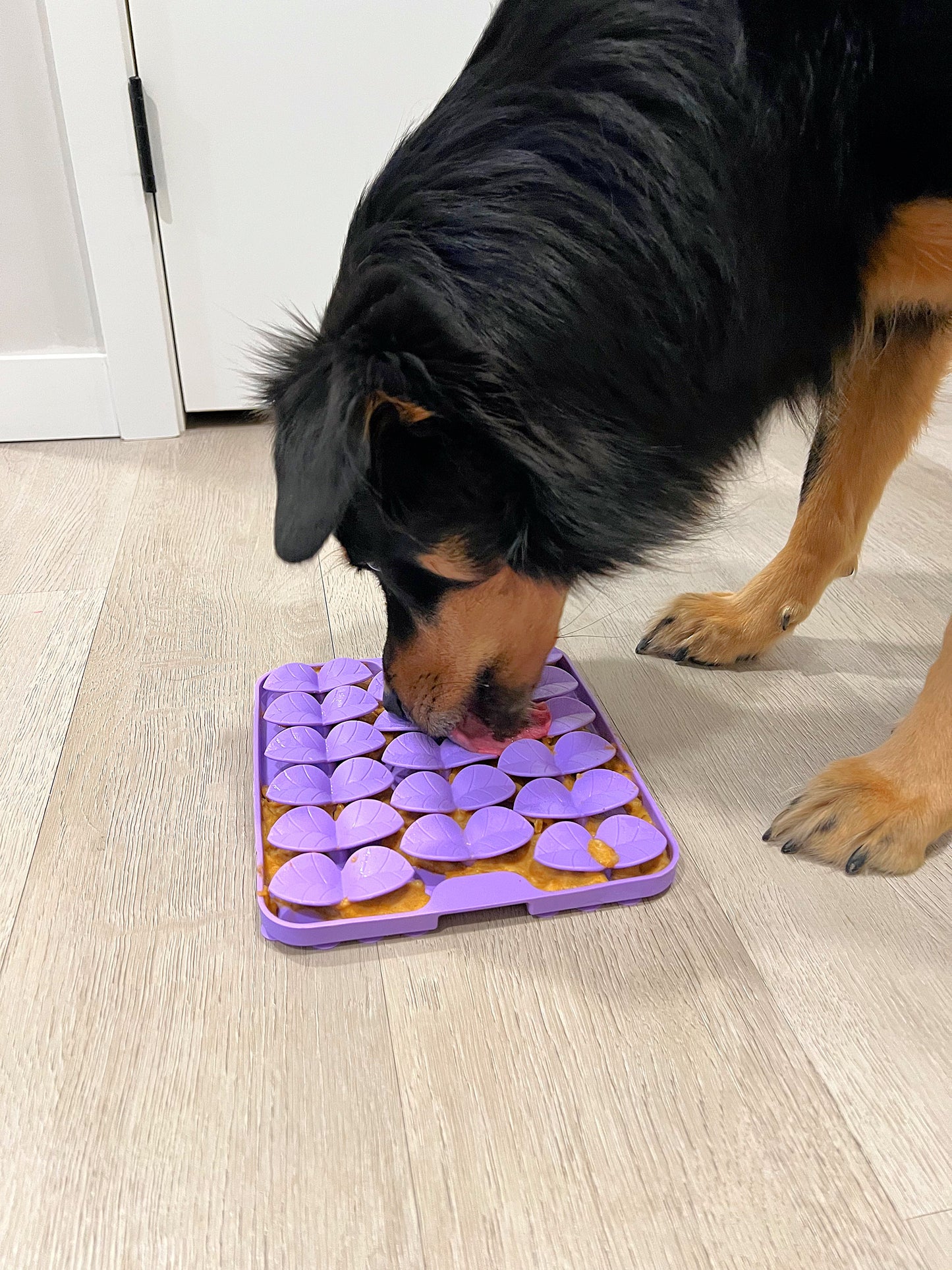 Slow Feeder - Lick Pad Combo