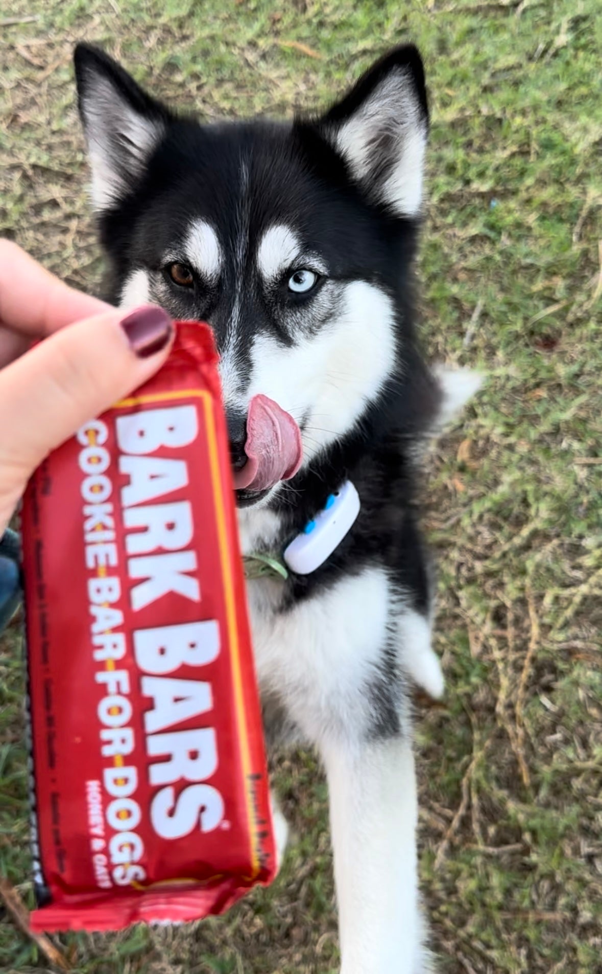 Treat Bars