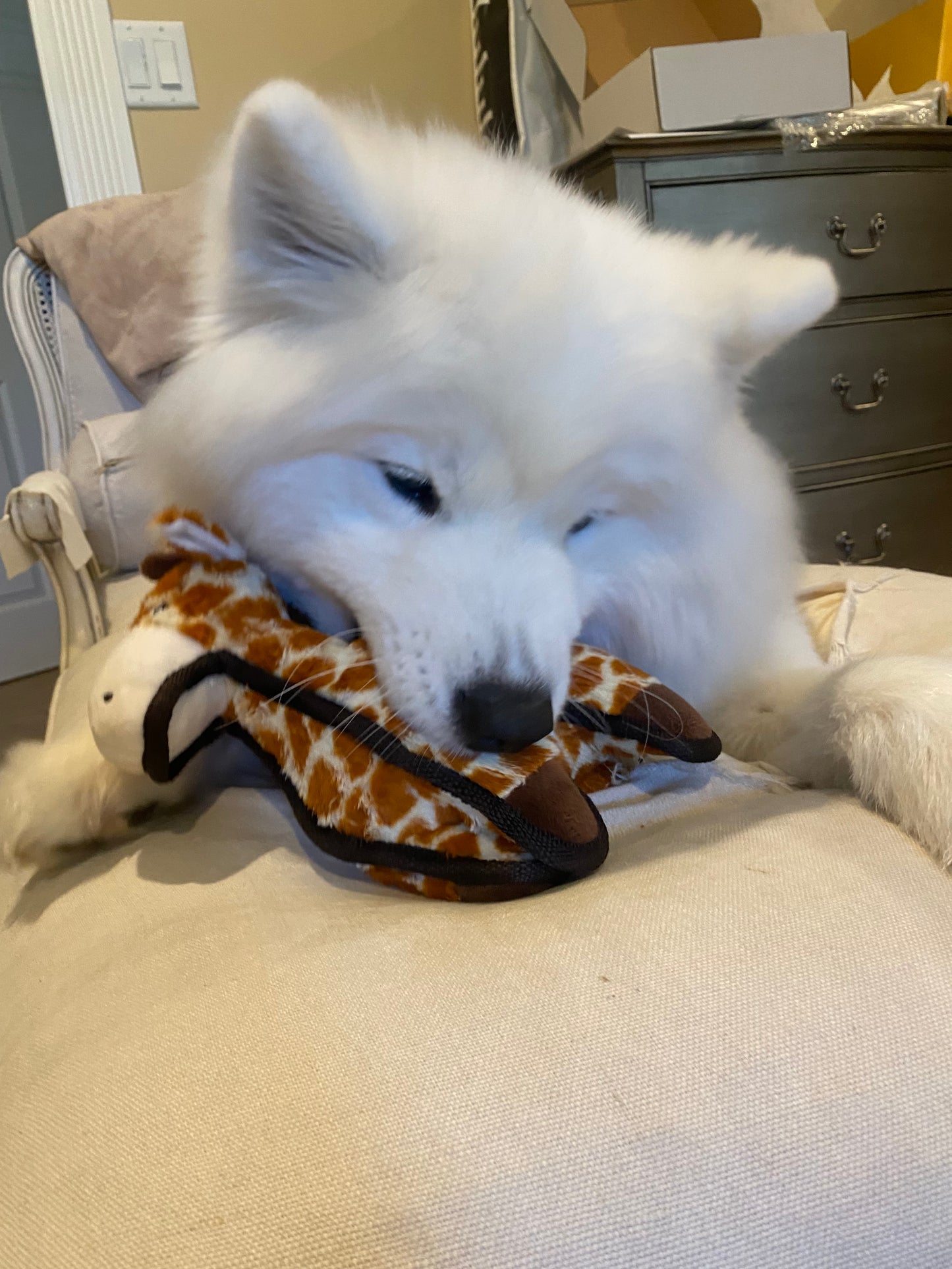 Tough Plush - Triple Stitch