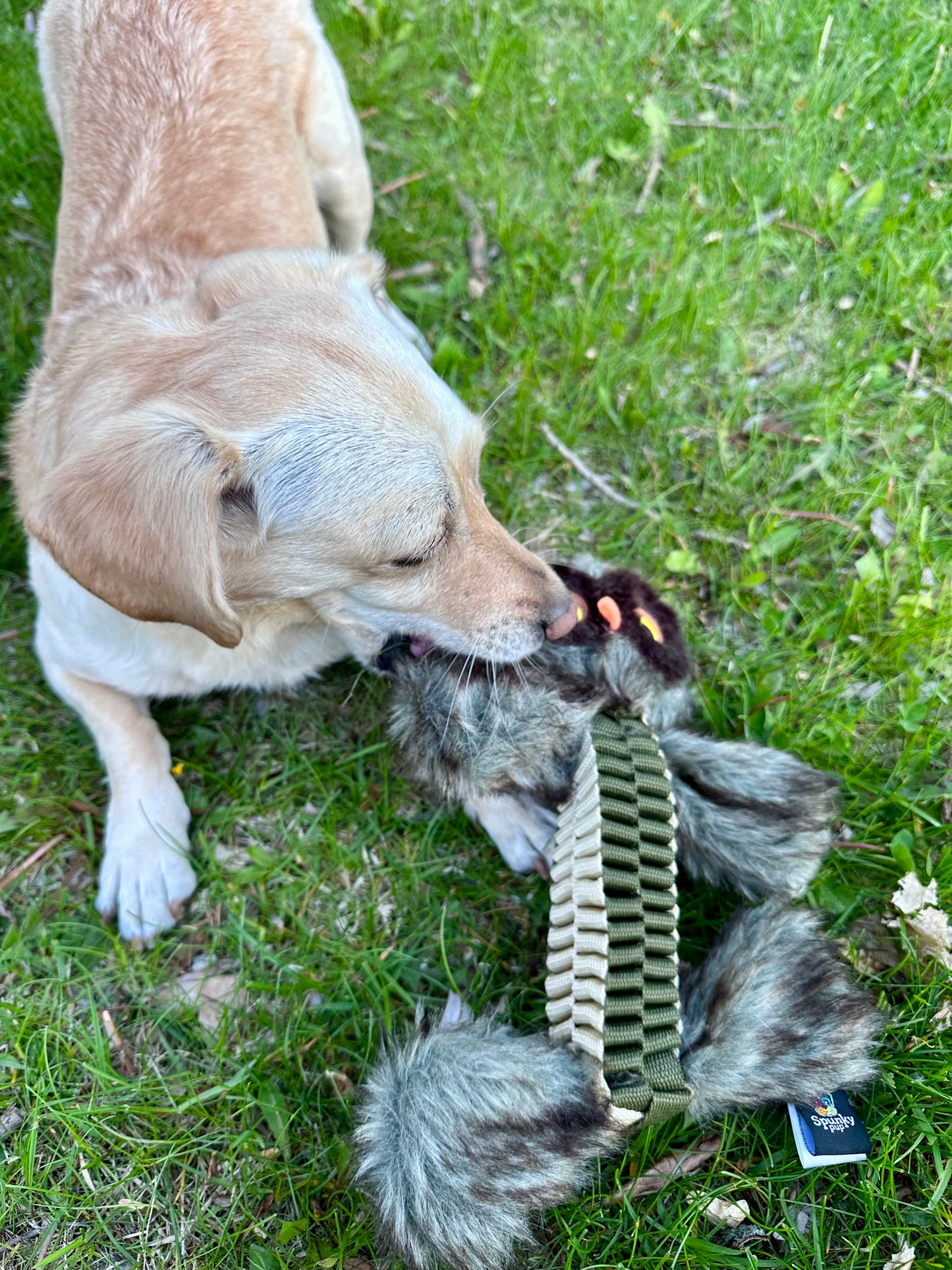 Wibbleez - Stretch & Squeak