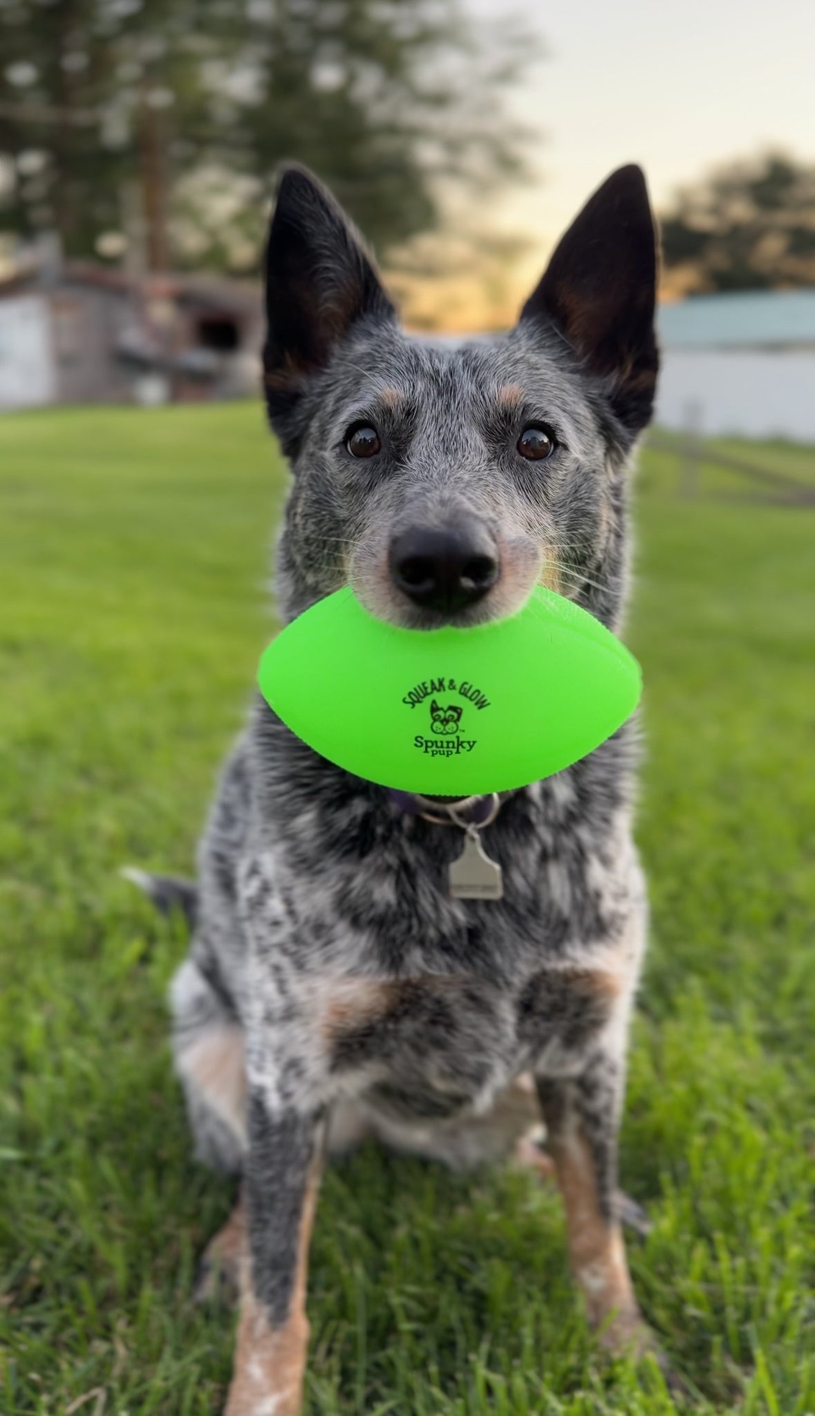 Fetch & Glow Balls