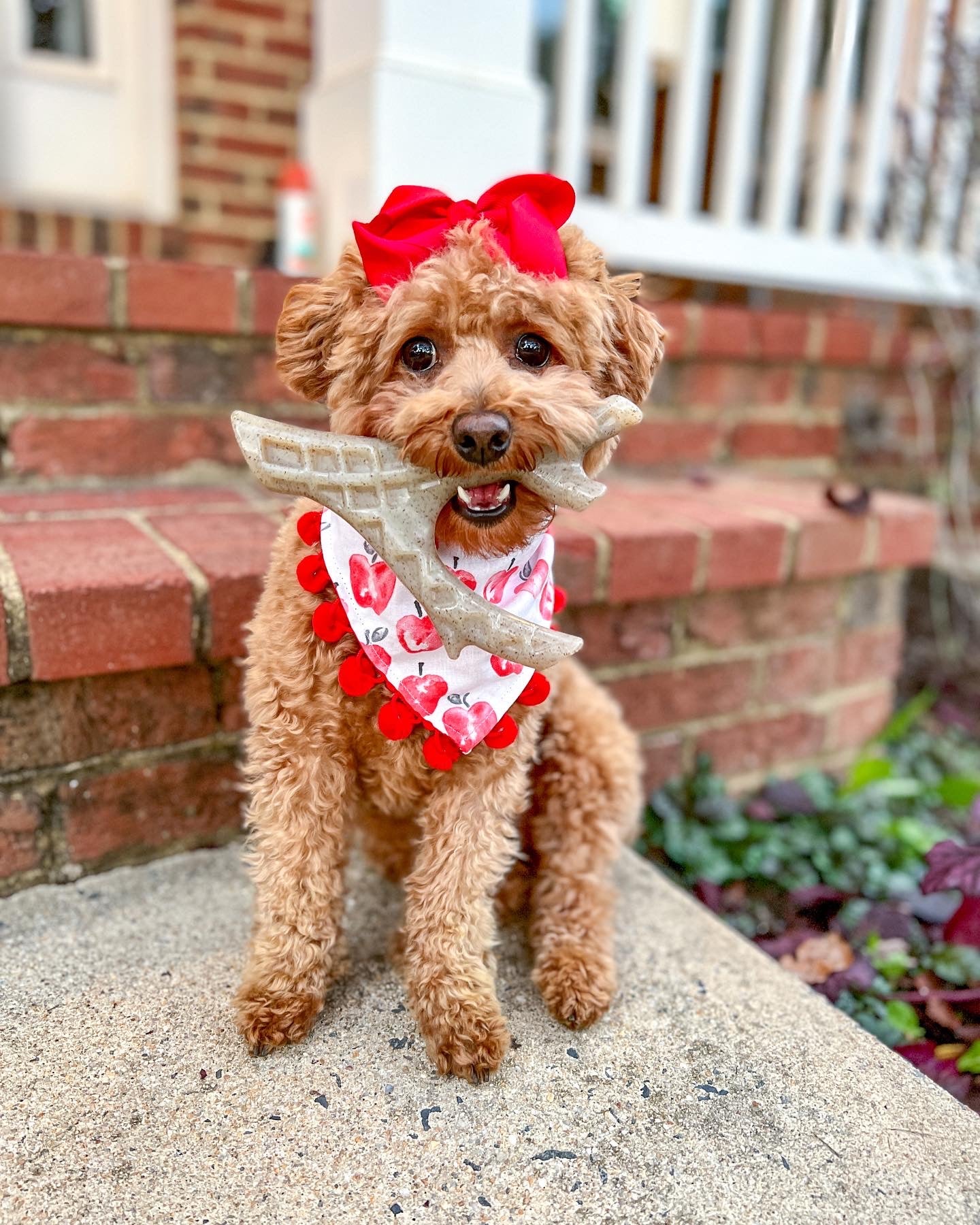 Nylon-Woodfilled Chew Toys - USA Made