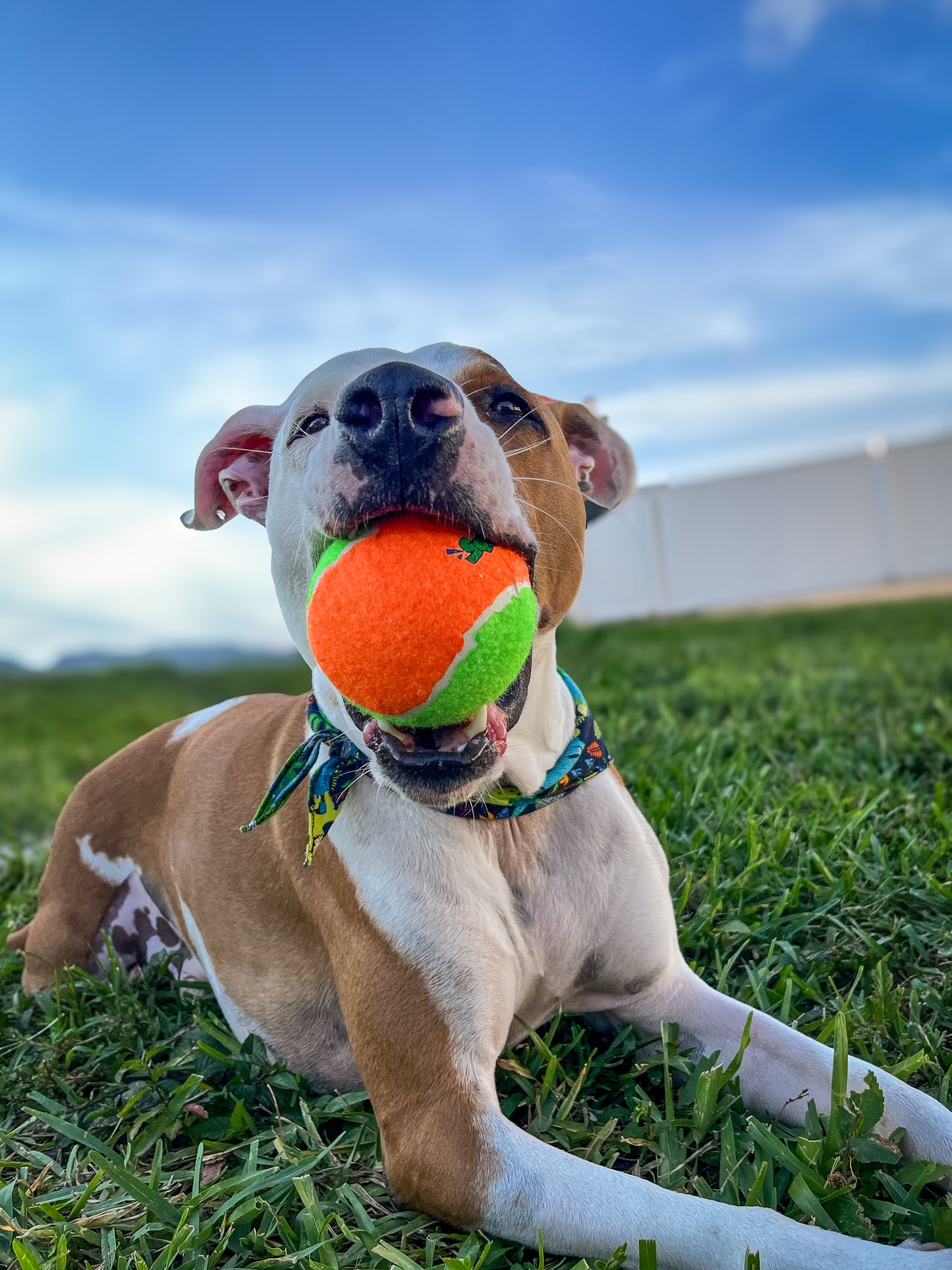 Squeaky Tennis Balls