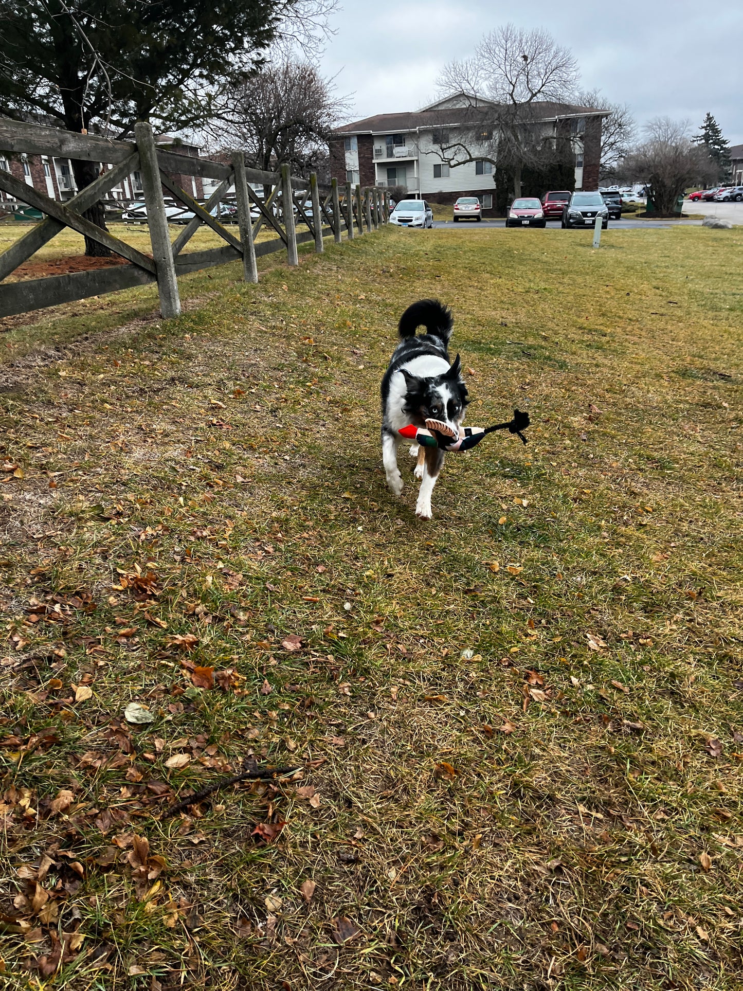 Fly & Fetch Launching Toys