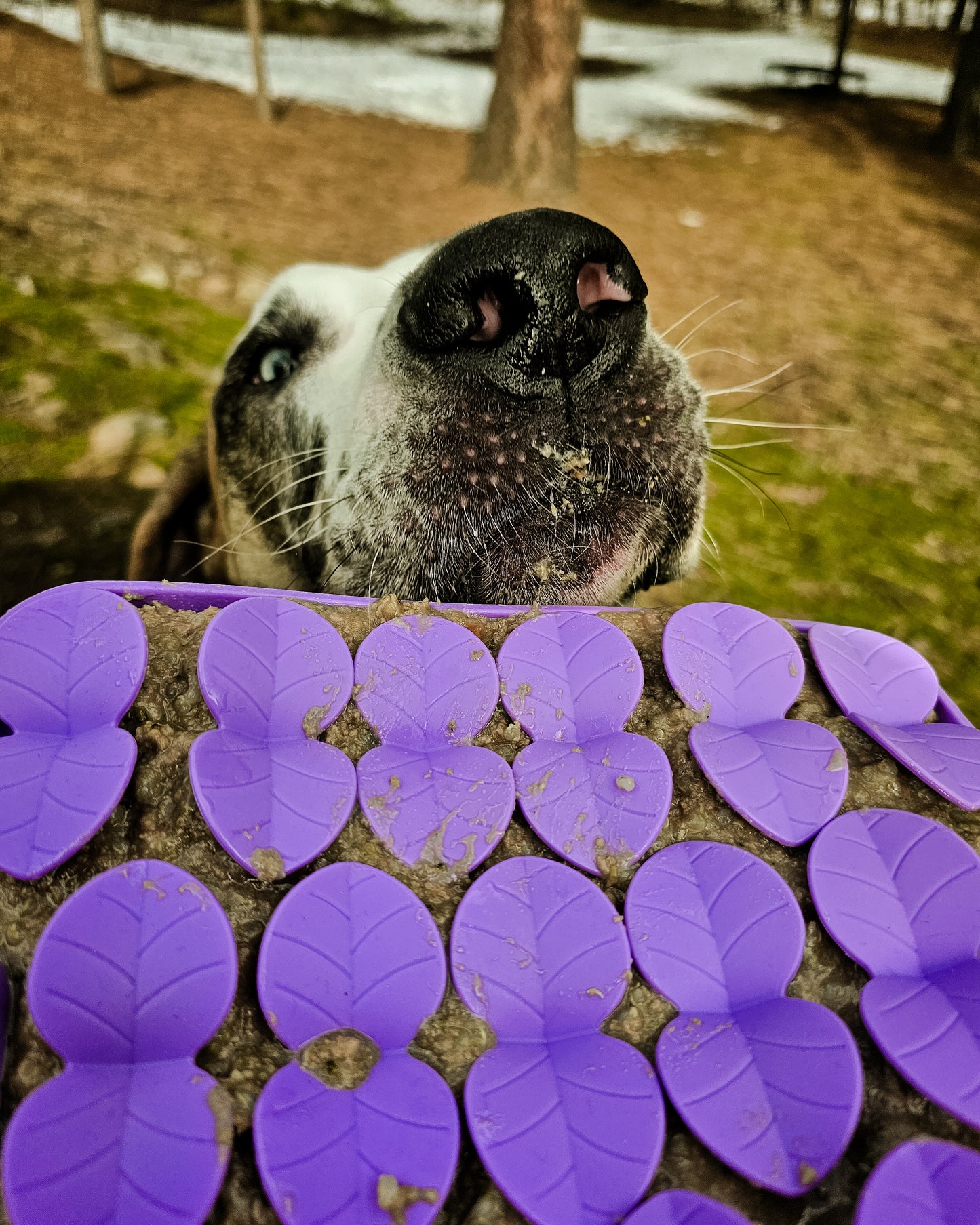 Slow Feeder - Lick Pad Combo