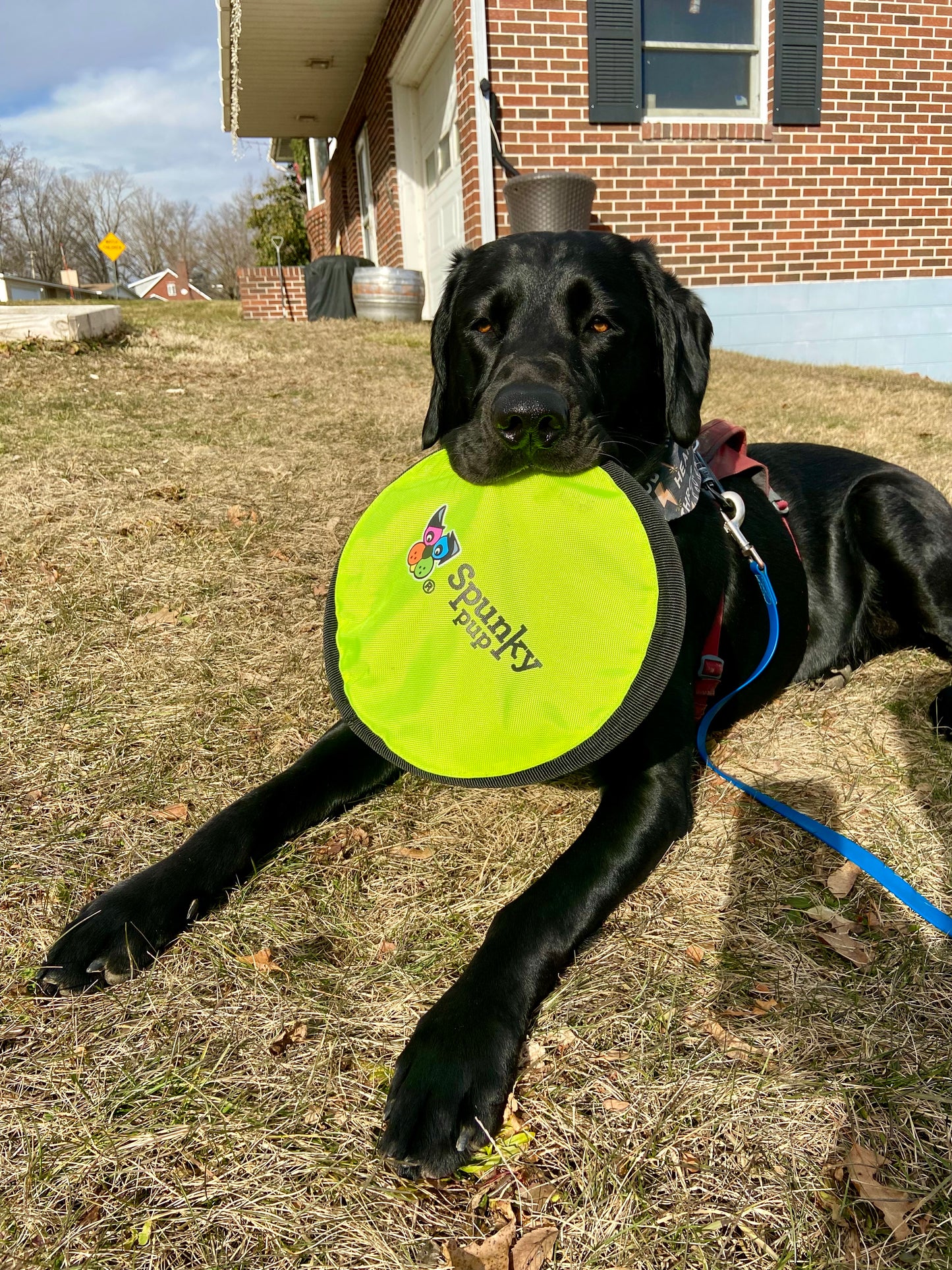 Spunky Soft Disc