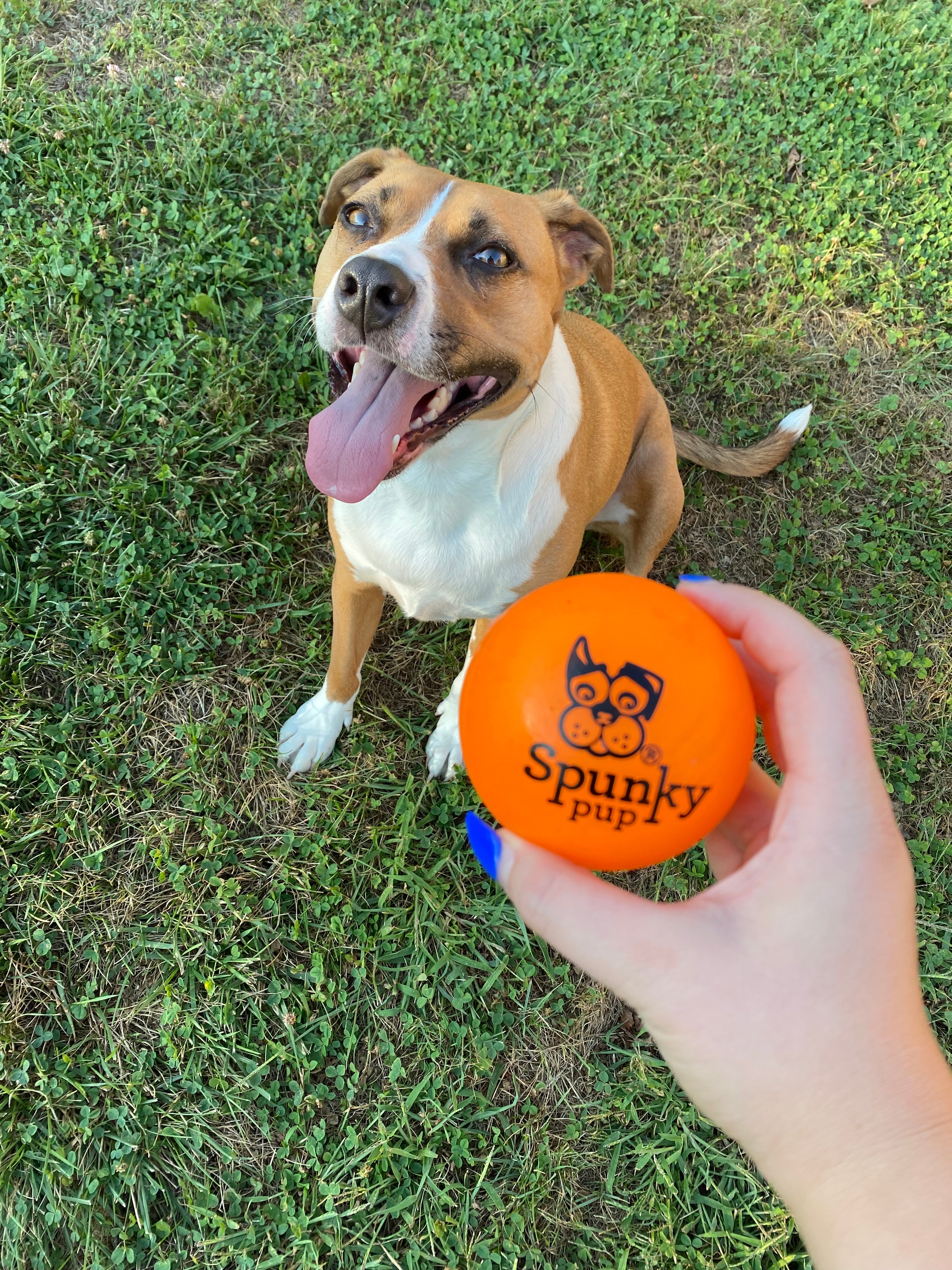 Puppy ball store