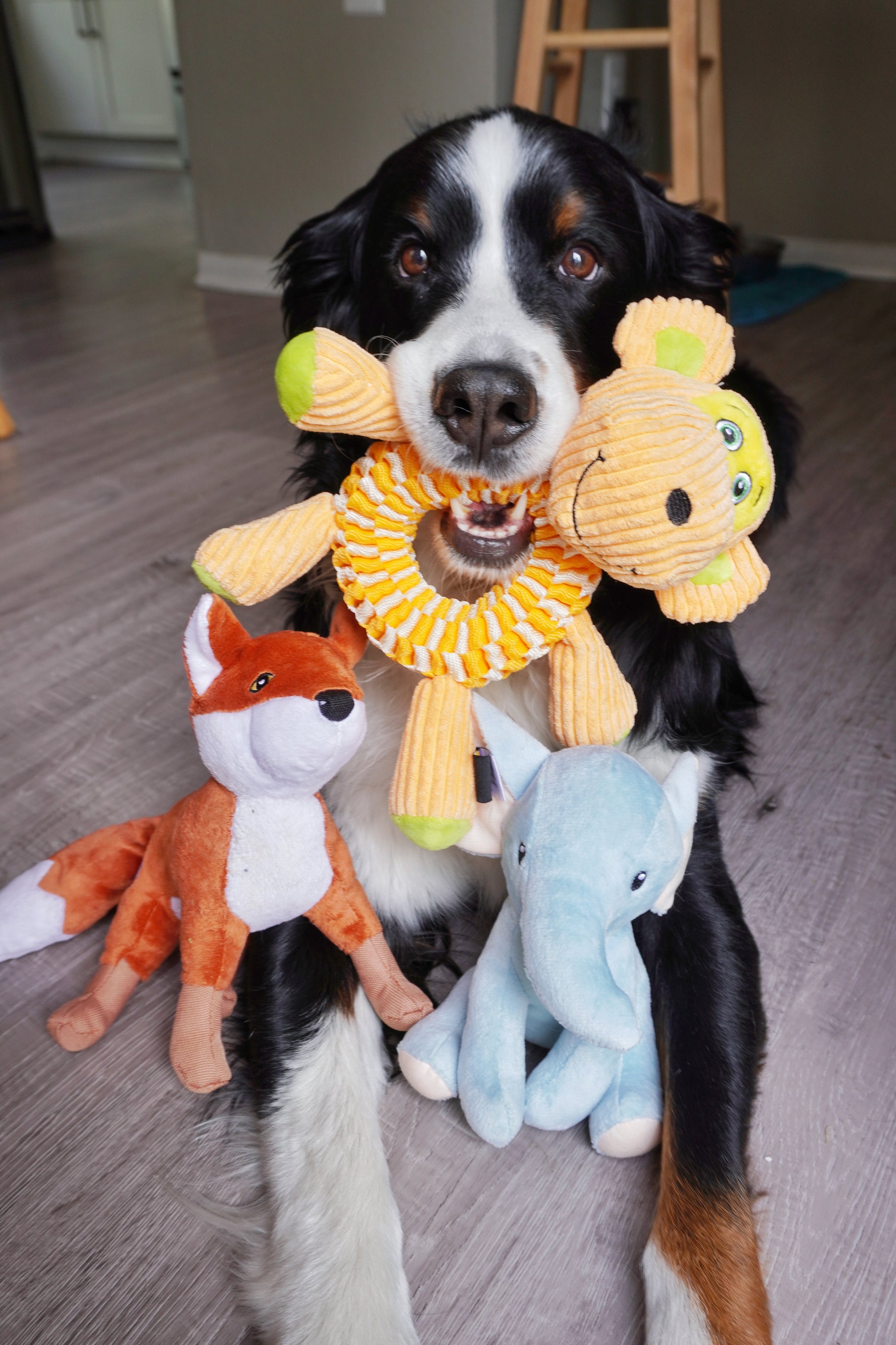 Wibbleez - Stretch & Squeak Spunky Pup Wibbleez - Stretch & Squeak Spunky Pup